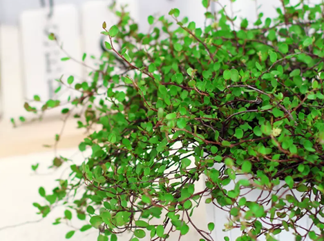 種植千葉吊蘭,5個(gè)養(yǎng)護(hù)小技巧,想不爆盆都難