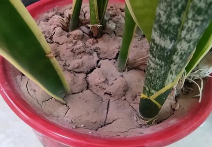 6種常見盆土問題,看到快處理,不然只剩空盆!