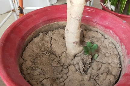 20251127/6927a9f62e6c9.jpg 640.jpg