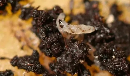 20251127/6927a9ffe0167.jpg 640 (2).jpg