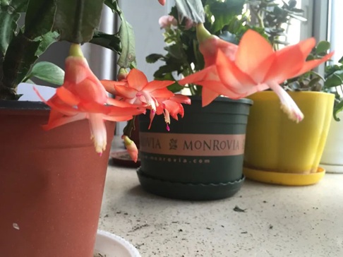 冬天花卉入室易黃葉、爛根?五步預防,讓你的花卉健康生長!