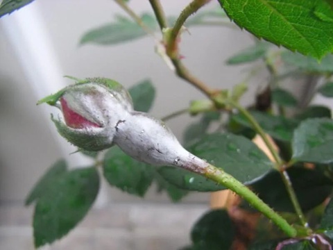 冬季盆栽搬室內注意防治白粉病,要注意學會正確處理