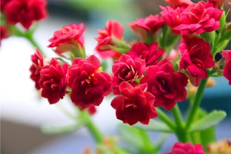 20251220/69464fa5cdddf.png QQ20251220-152340.png