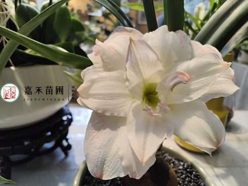 冬季養花,牢記一句口訣“3少1多”,適合大部分花卉