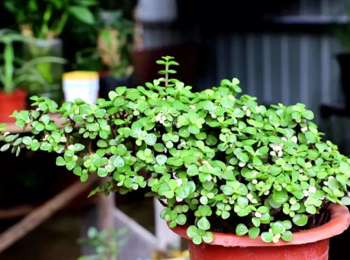 金枝玉葉這么養,一個冬天沒有黃葉,整盆都是碧綠葉子
