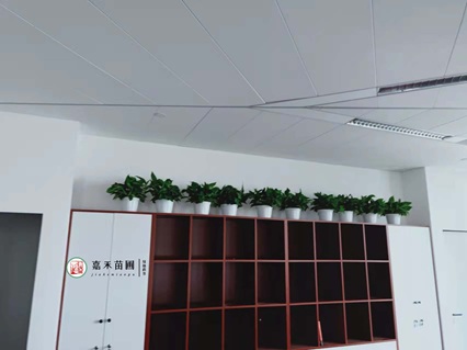 西安室內綠植租賃|西安嘉禾苗圃 西安室內綠植租賃|西安嘉禾苗圃