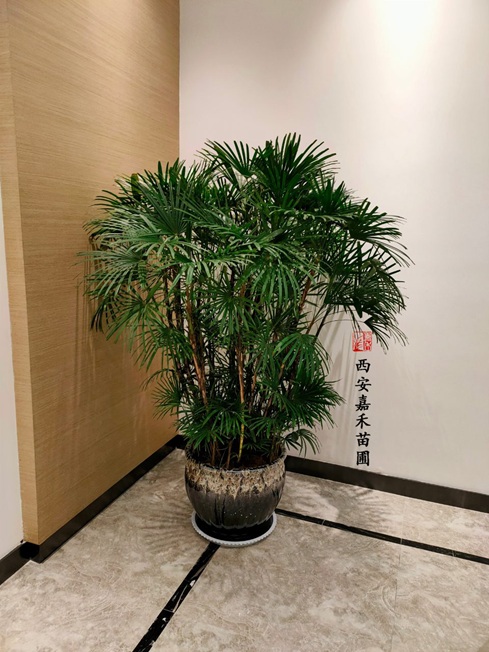 西安銀行花卉租擺公司|西安嘉禾苗圃 西安銀行花卉租擺公司|西安嘉禾苗圃