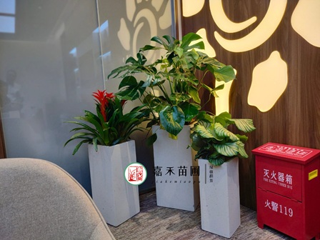 西安銀行綠植租擺商家-西安嘉禾苗圃